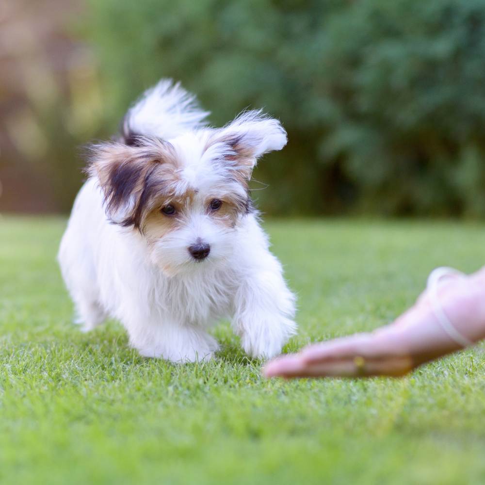 Puppy Training Tips: Raising Your New Puppy