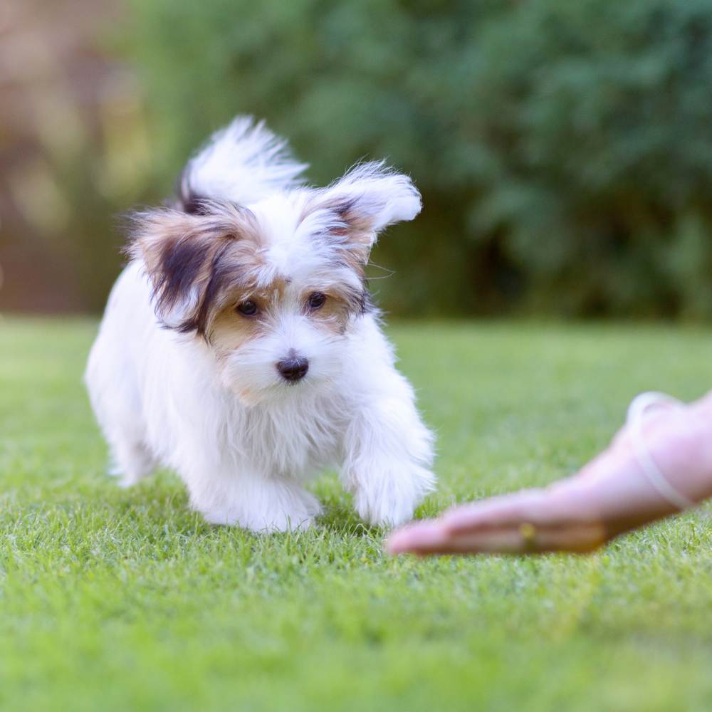 Puppy Training 101: A Comprehensive Guide to Raising Your New Puppy