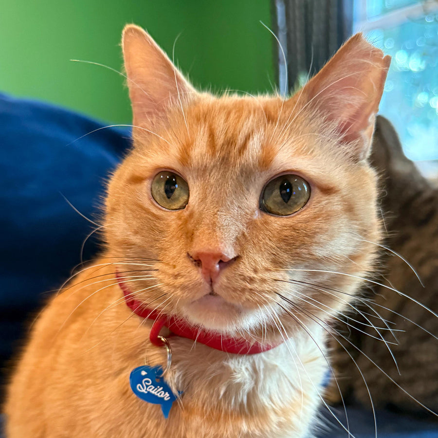 orange tabby cat wearing a fish shaped pet tag on a collar