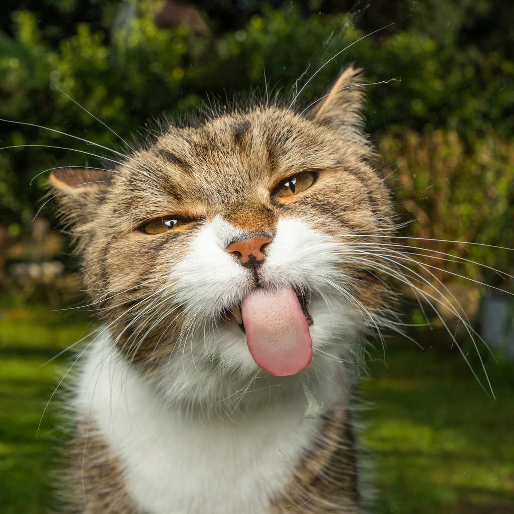 Decoding Cat Secrets: Unveiling the Mysteries Behind Common Feline Behaviors