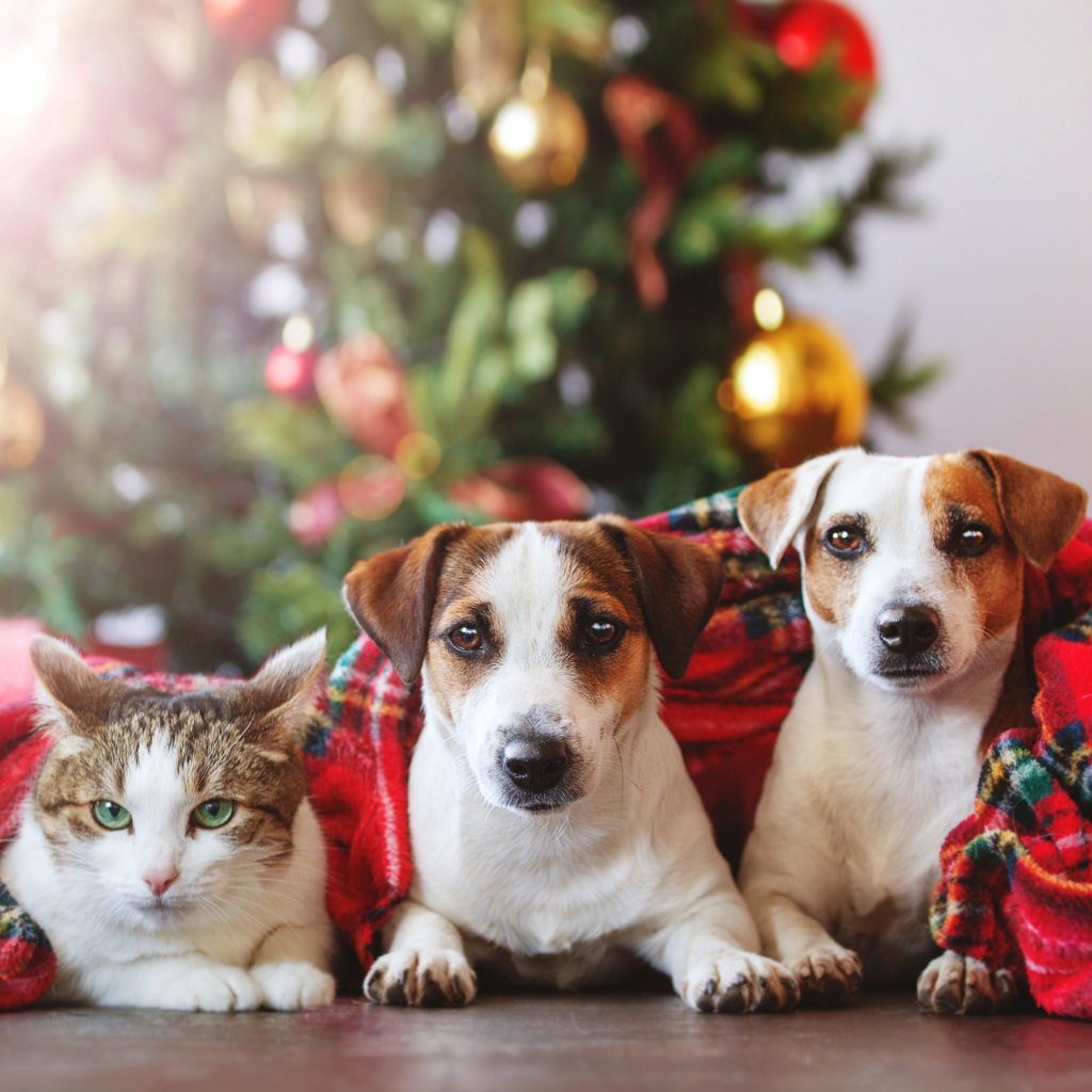 The Ultimate Holiday Gift Ideas for Dogs and Cats