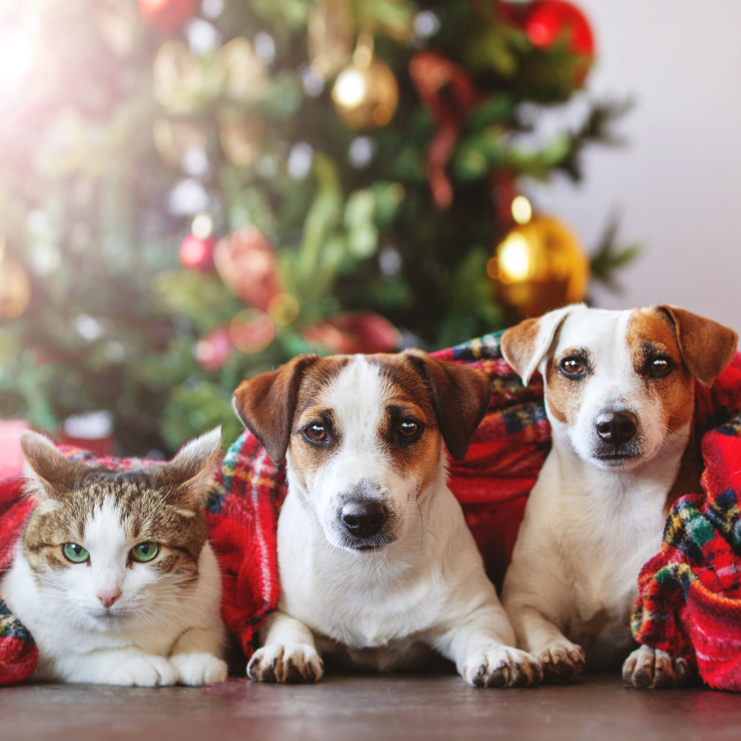 The Ultimate Holiday Gift Ideas for Dogs and Cats – Em & Me Studio