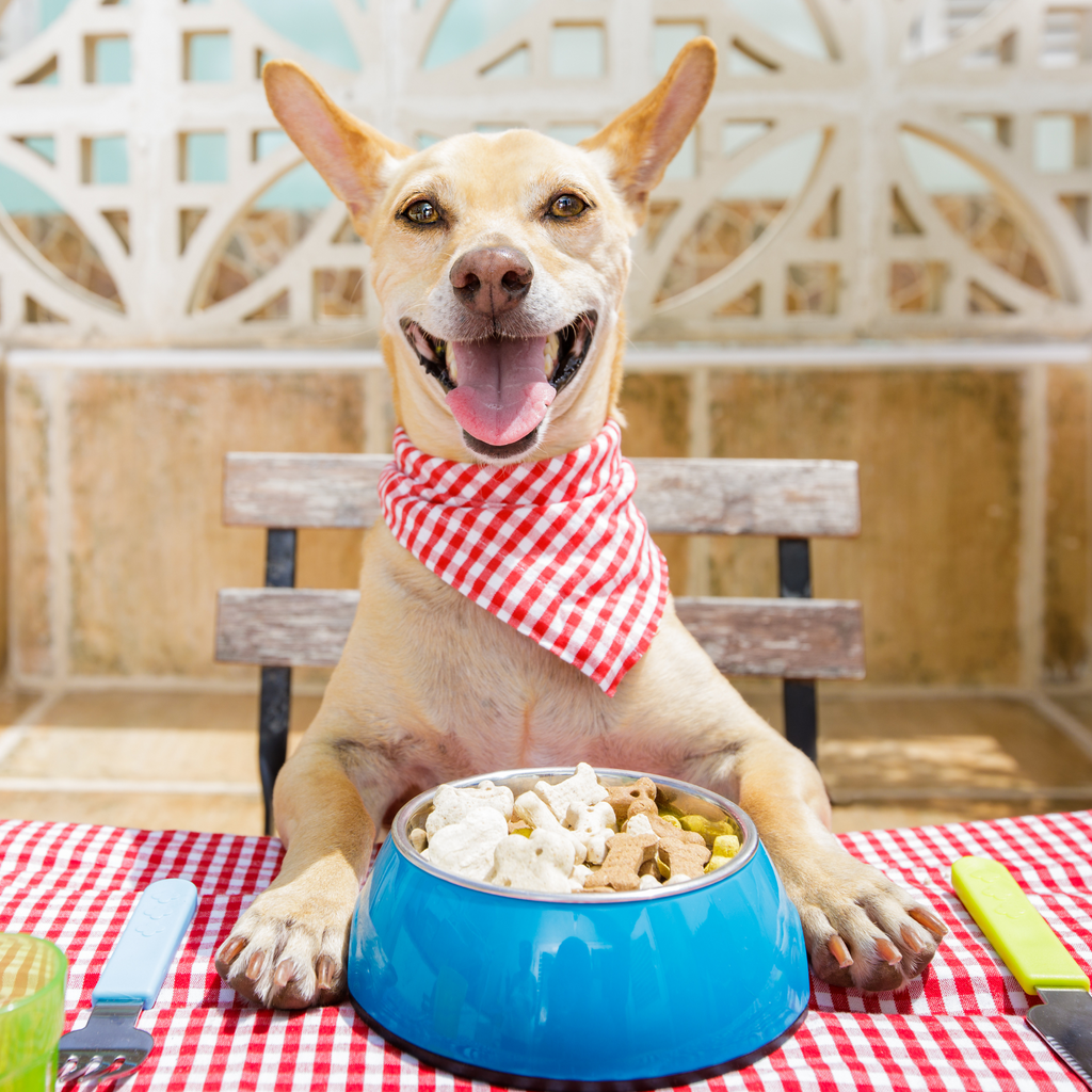 Brunch with Your Dog: A Tail-Wagging Guide to Dining Out with Your Pooch