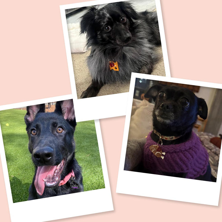 Three overlapping Polaroid-style photos on a blush pink background show black dogs wearing decorative pet ID tags: a fluffy dog with an orange tag, a German shepherd with a pink collar, and a small dog in a purple sweater.