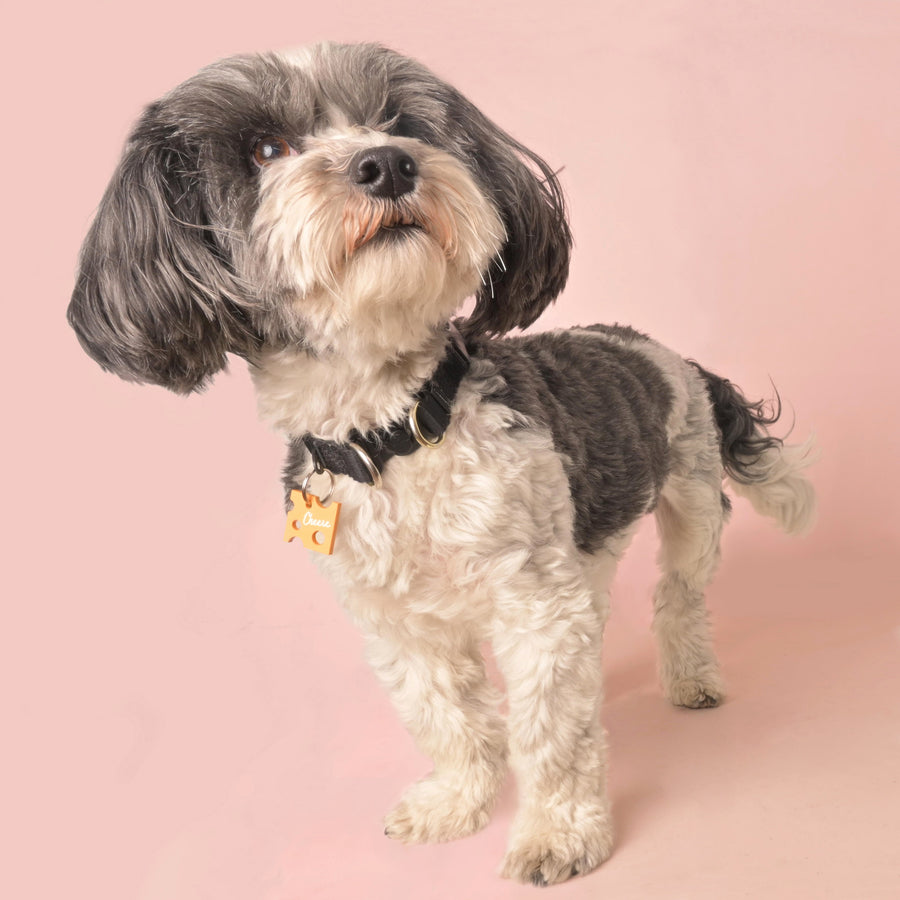What to Do With an Old Pet Tag: 9 Meaningful Ideas