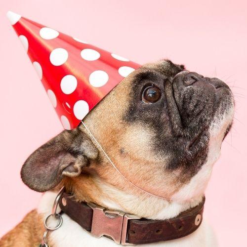 How to Throw a Puppy Birthday Party!