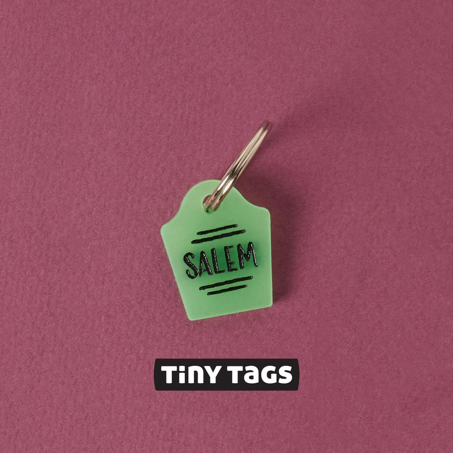 The Kitten's First Collar: When to Start and What Goes on the Tag