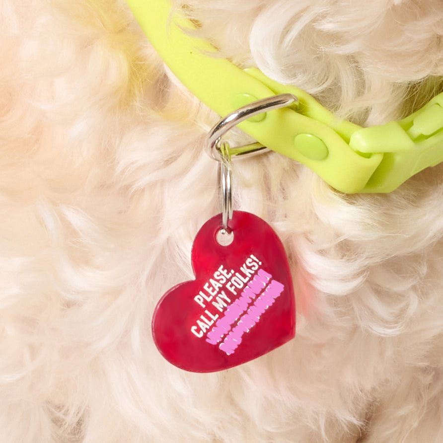 What to Put on a Dog ID Tag (and What to Leave Off)