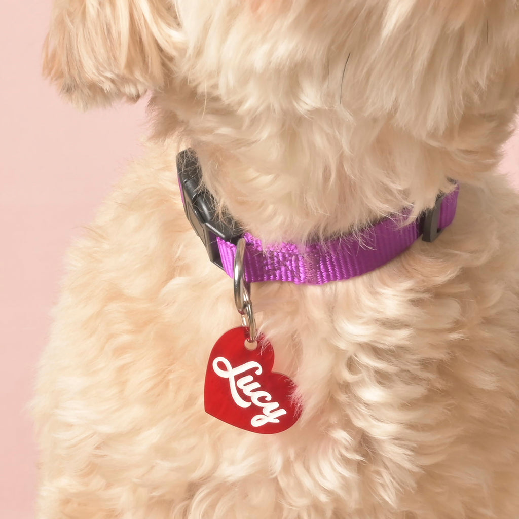 Close-up of a red plastic heart-shaped pet ID tag with the name Lucy in white script, hanging from a purple collar on a fluffy cream-colored dog, against a pink background