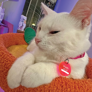 White cat with a pink collar and 'YUKI' tag on an orange cushion