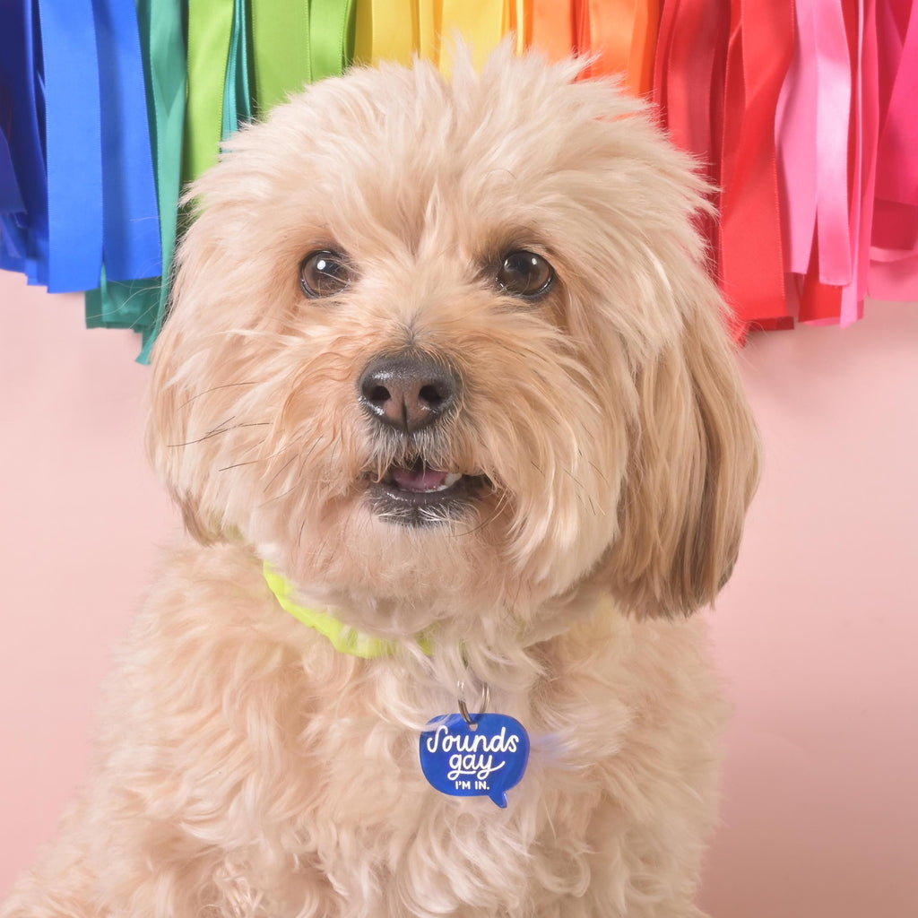 Adorable fluffy dog wearing a blue acrylic pet ID tag shaped like a speech bubble that says “Sounds gay, I’m in,” with rainbow streamers in the background.