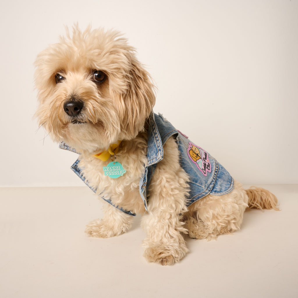 A fluffy, light-colored dog sits facing forward, wearing a stylish denim vest that has a patch on the back. The dog has a bright yellow collar with an aqua-colored pet tag that says "WANNA CUDDLE?" attached. The background is a plain light beige color.