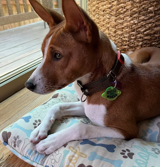 A brown and white dog with upright ears lies on a patterned cushion by a glass door. The dog wears a dark collar with a green planet-shaped tag that reads “OUTTA THIS WORLD” and a purple accessory next to it.