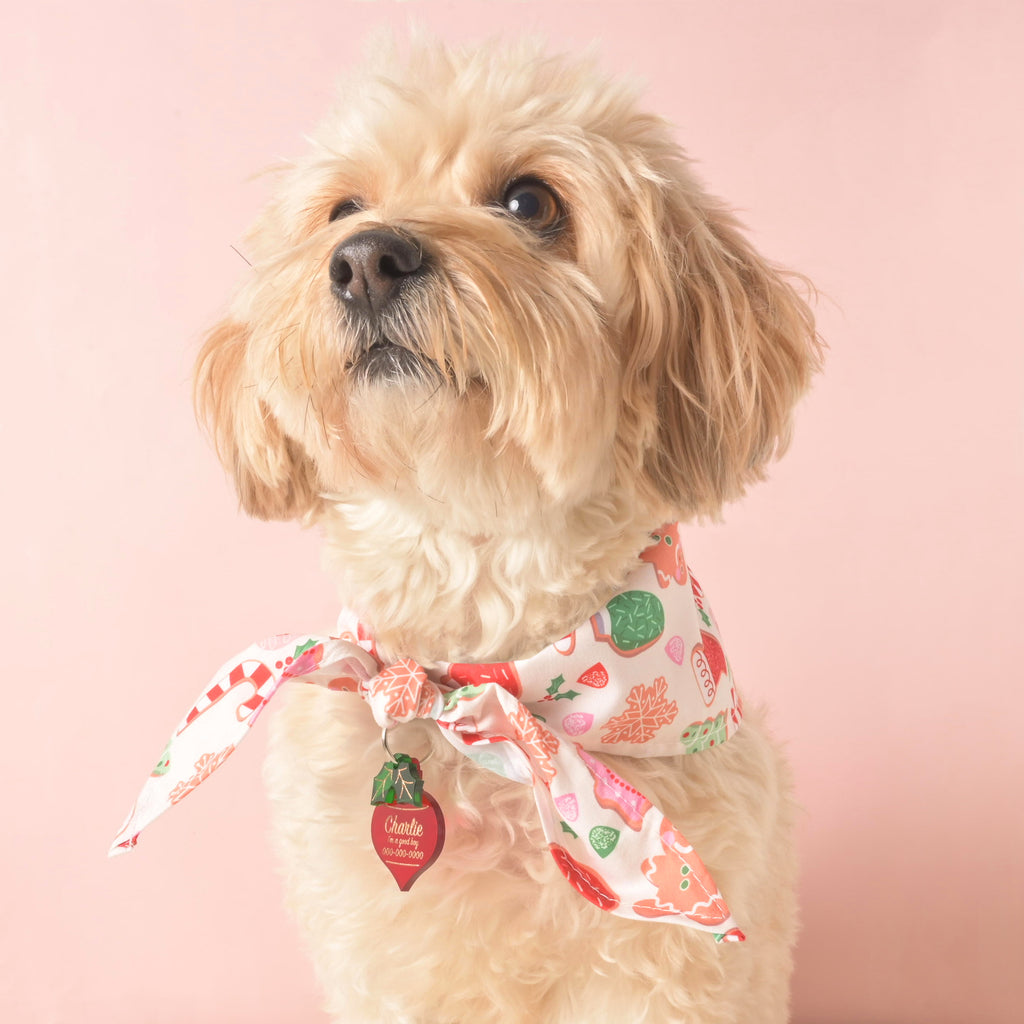 Small dog wearing a festive holiday bandana with gingerbread cookies, candy canes, ornaments, and Christmas trees on white fabric.