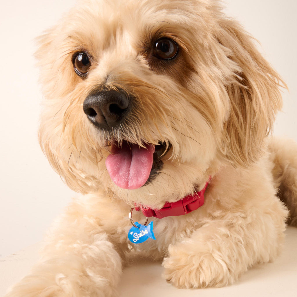 Fluffy dog wearing a red collar with a blue fish-shaped pet ID tag that says “Sailor,” customizable name charm for dogs and cats.