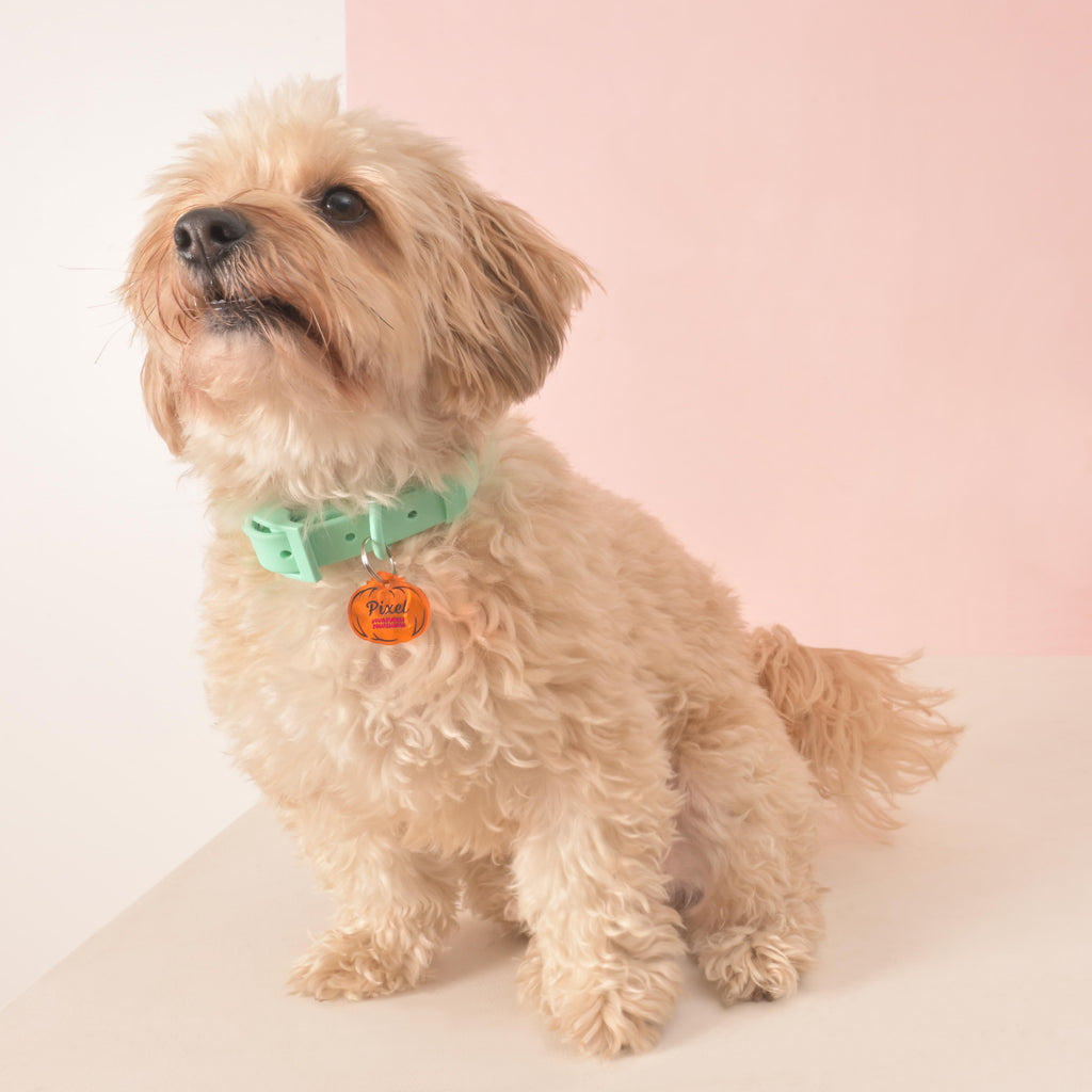 Small fluffy dog wearing a mint green collar with a custom orange pumpkin-shaped pet ID tag, perfect for Halloween pets