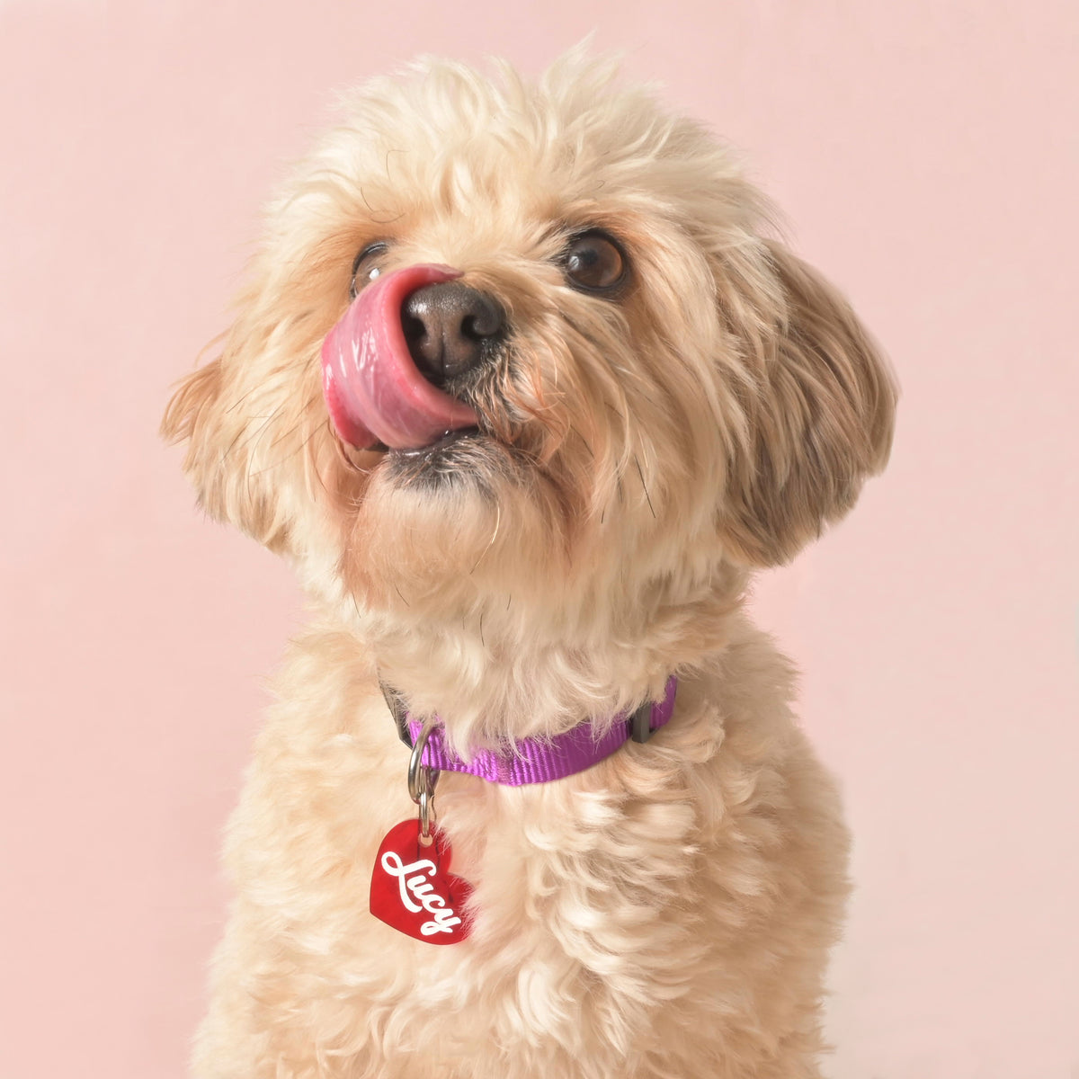 Fluffy light brown dog licking its nose while wearing a red plastic heart-shaped pet ID tag with the name Lucy in white script, attached to a purple collar, against a pink background