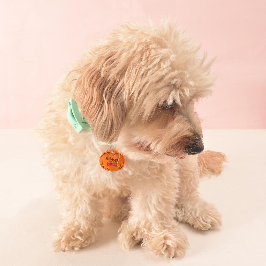 Small fluffy dog wearing a mint green collar with a custom transparent orange pumpkin-shaped pet ID tag, perfect for Halloween and fall pets