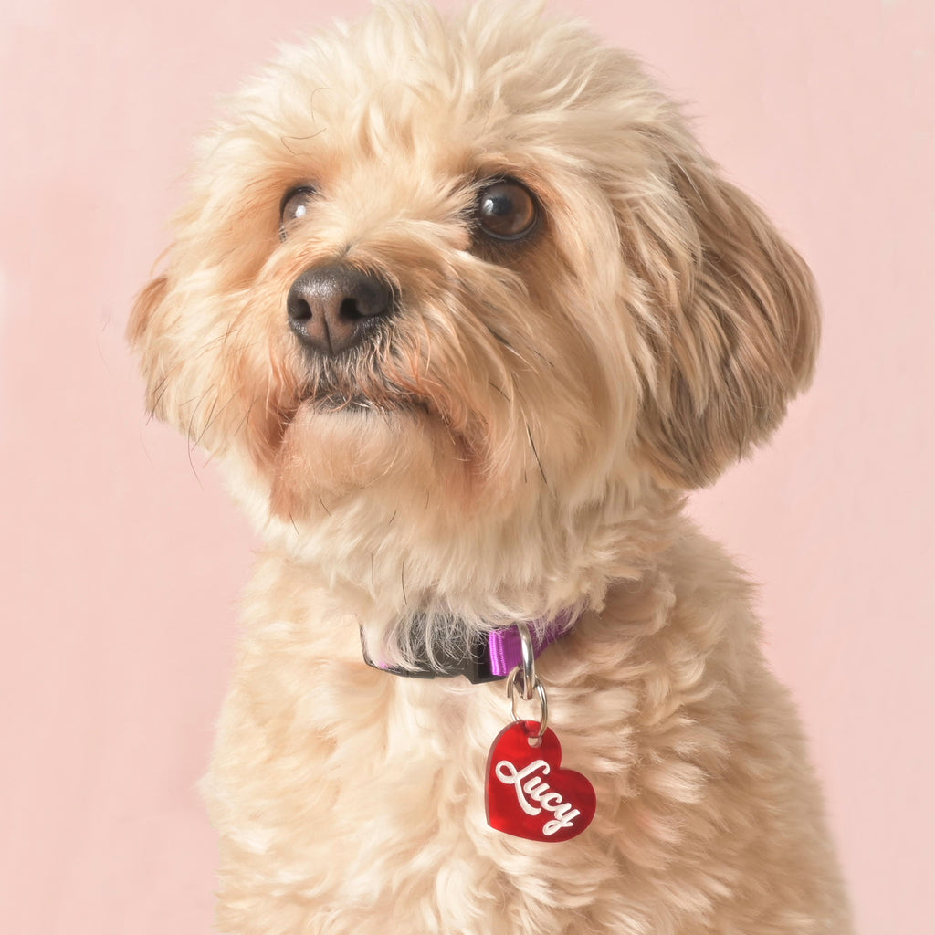 Fluffy cream-colored dog wearing a red plastic heart-shaped pet ID tag with the name Lucy in white script, attached to a purple collar, sitting against a soft pink background