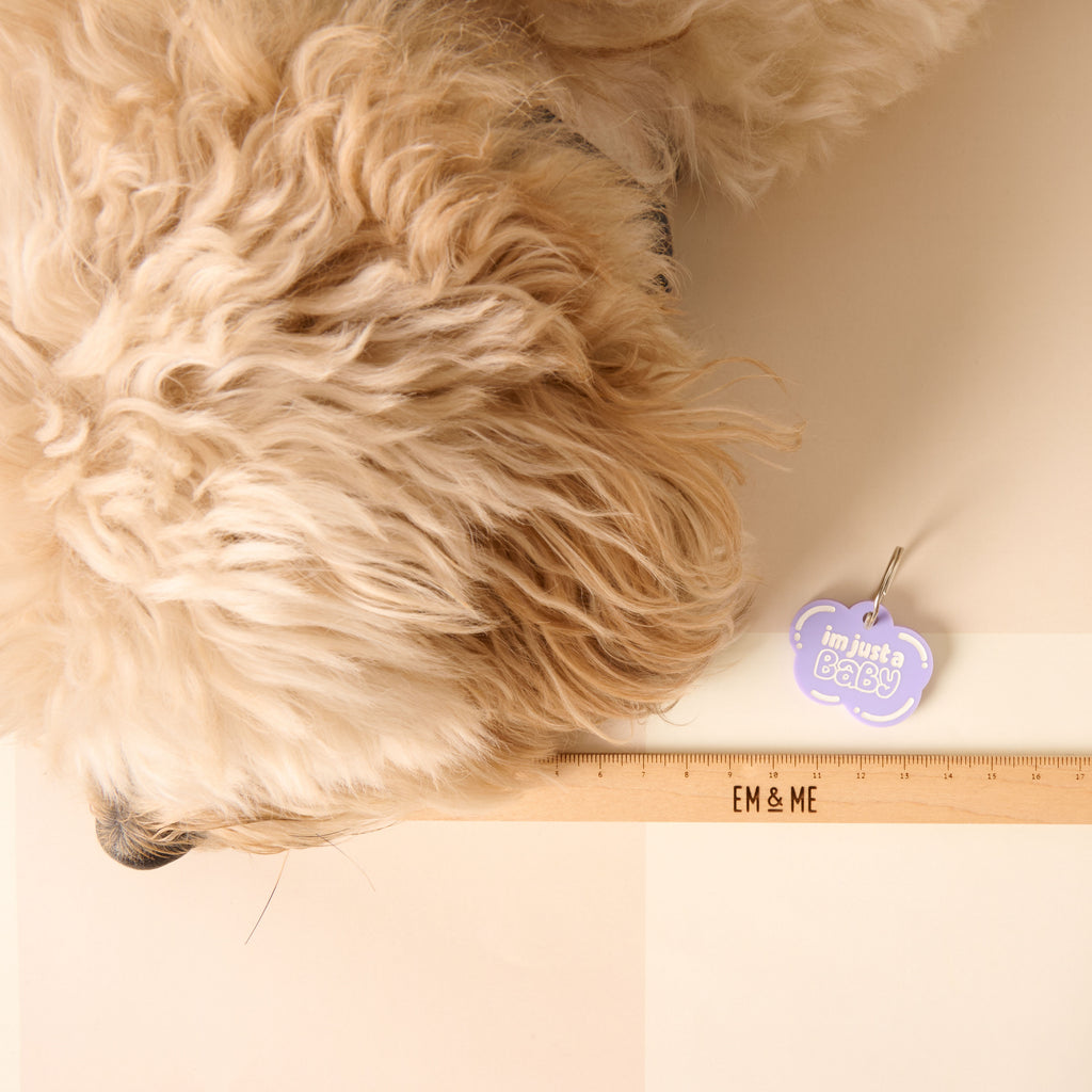A personalized light purple cloud-shaped pet tag that says "i'm just a Baby" in white letters. The tag is lying next to the fluffy, light-colored fur of a dog, with a wooden ruler below it to show its size. The tag is attached to a silver ring and the items are displayed on a light beige background.