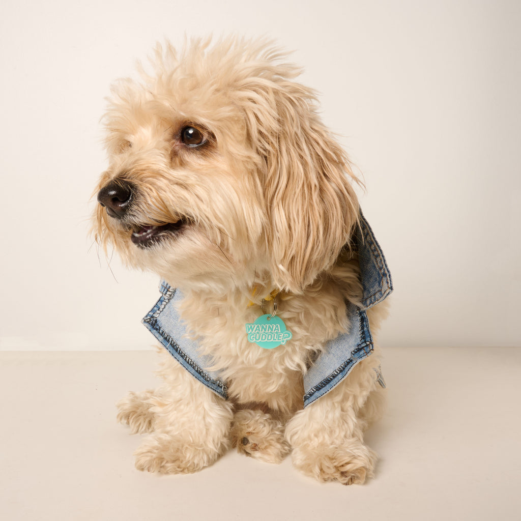 An adorable fluffy, light-colored dog sits wearing a stylish denim vest. The dog has an aqua-colored pet tag that says "WANNA CUDDLE?" attached to its collar. The background is a plain light beige color.