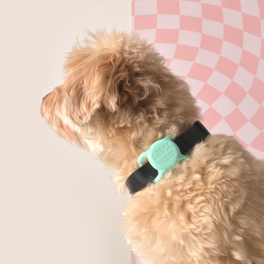 fluffy dog wearing a mint silicone slide on Airtag holder on a black collar in front of a checked pink background