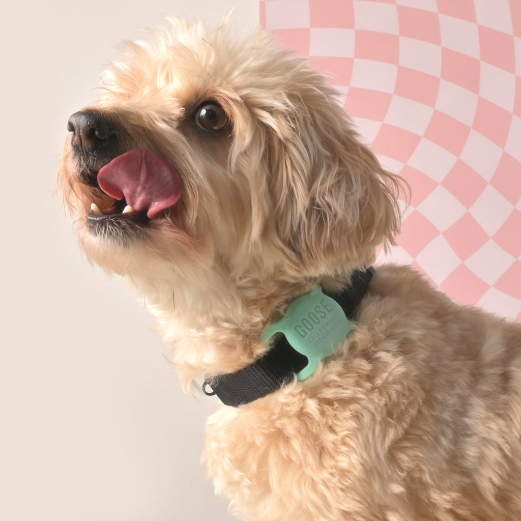 Fluffy dog wearing a personalized mint silicone slide on aittag holder on their black collar