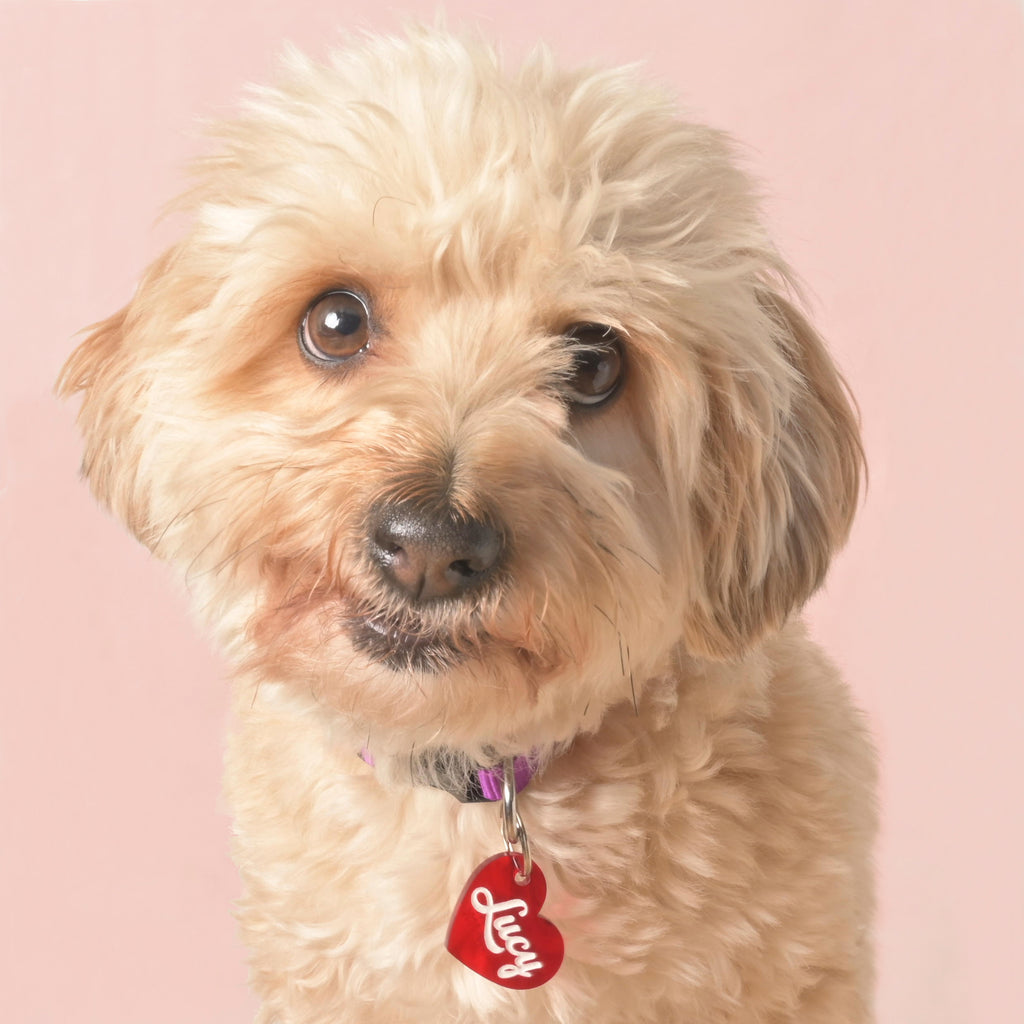 Fluffy light brown dog wearing a red heart-shaped acrylic pet ID tag with the name Lucy in white script, shown against a soft pink background