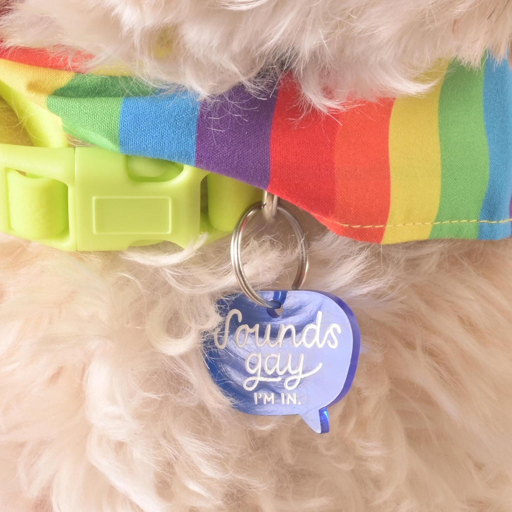 Close-up of a fluffy dog wearing a rainbow collar with a blue acrylic pet ID tag shaped like a speech bubble that reads “Sounds gay, I’m in.”