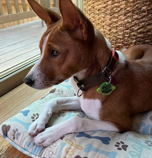 review image with dog wearing out of this world pet tag