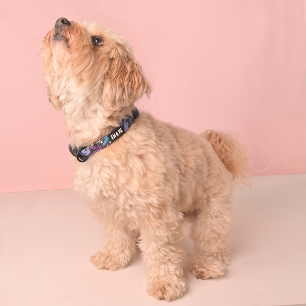 Full-body photo of a small fluffy cream-colored dog standing and looking up, wearing an adjustable purple and teal celestial print collar with EM & ME label on a pink backdrop.