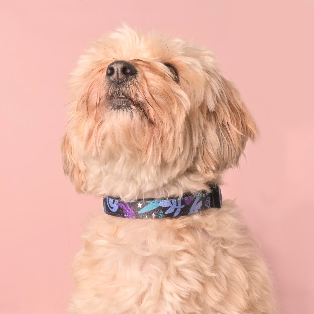 Small fluffy cream-colored dog wearing an adjustable purple and teal celestial print collar; close-up neck view on pink background.