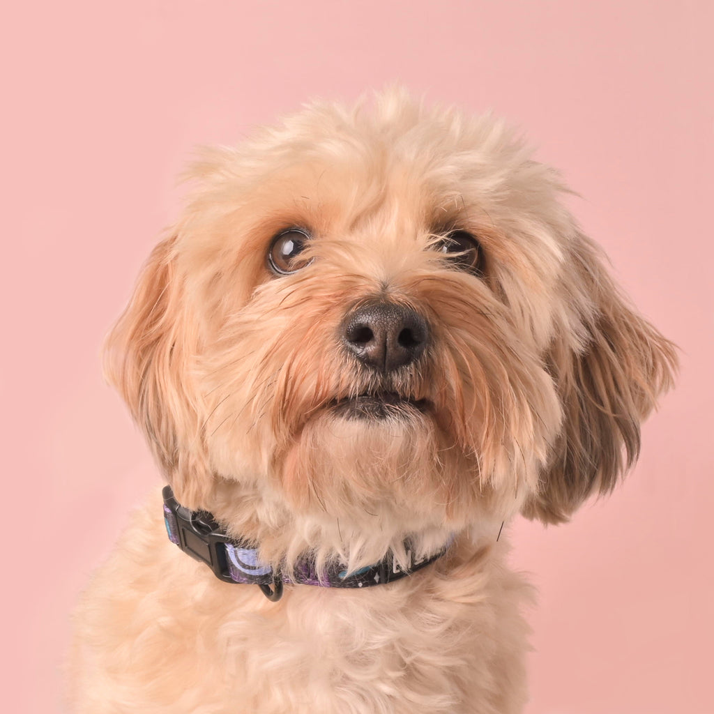 Close-up portrait of a small fluffy cream-colored dog wearing an adjustable purple and teal celestial print collar with black buckle on a pink background.