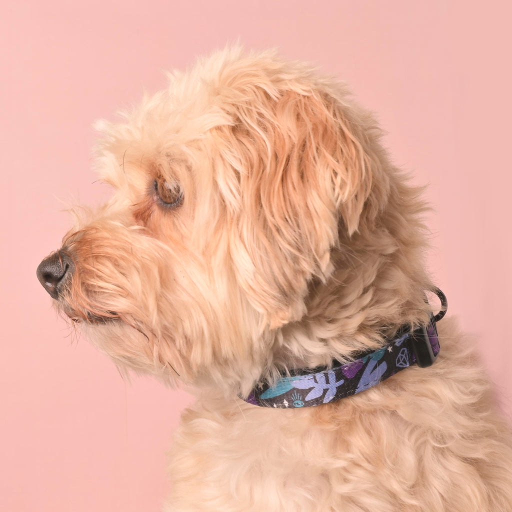 Side profile of a small fluffy cream-colored dog wearing an adjustable purple and teal celestial print collar on a pink background.