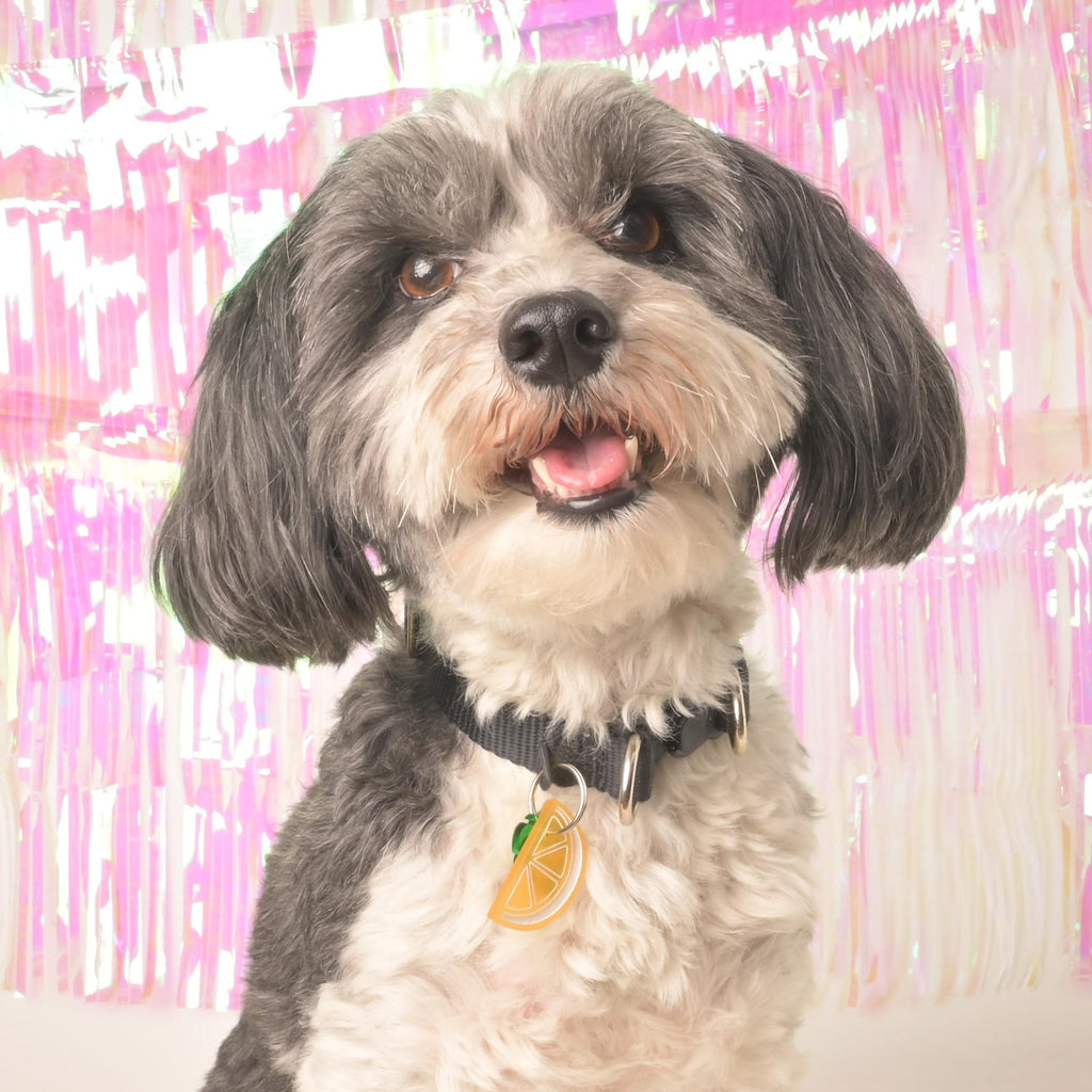 A small, fluffy black and white dog wearing a black collar with a personalized orange slice acrylic pet ID tag attached, posed in front of a shiny, iridescent pink background.