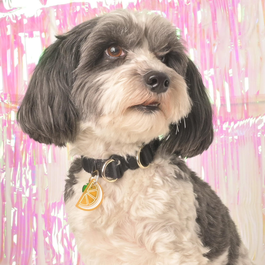 A small, fluffy black and white dog wearing a black collar with a personalized yellow/orange slice acrylic pet ID tag attached, posed in front of a shiny, iridescent pink background.