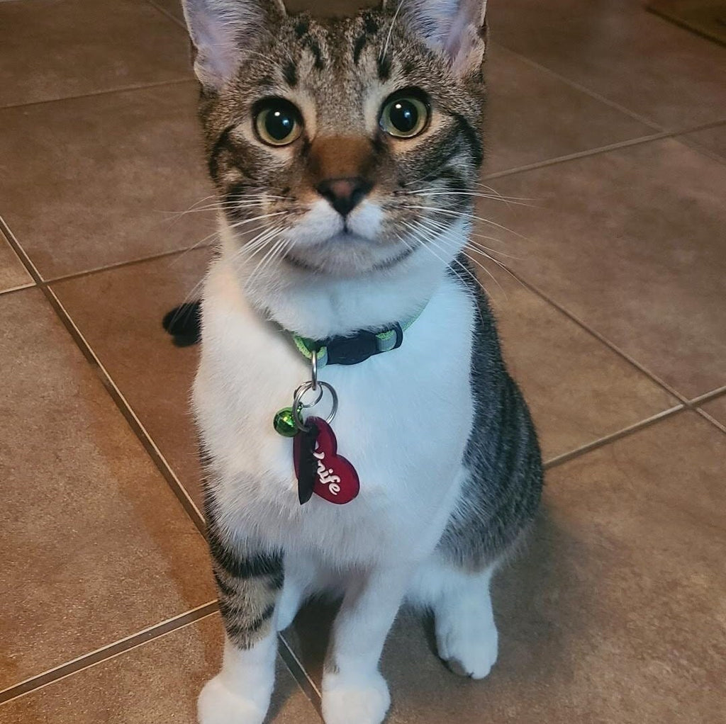 A cute tabby cat with white fur wearing a red heart-shaped pet ID tag on a green collar. The tag is engraved with the name 'Winnie' (partially visible) and features a small black knife charm accent and a bell.